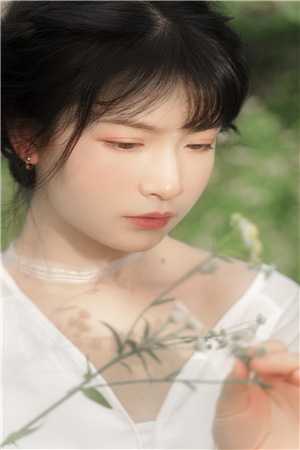 山茶花开时